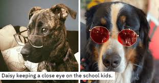 All orders are custom made and most ship worldwide within 24 hours. I Can Has Cheezburger Glasses Funny Animals Online Cheezburger