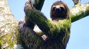 They have a flat face and beady eyes, a sloths live in the canopy story of the rainforest. Best Place To See A Sloth In Costa Rica Playa Nicuesa