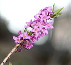 Image result for Daphne mezereum