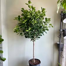 Image result for Ficus muelleriana