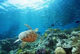 Housed on the ground floor of the building is the reef fleet terminal, waterfront restaurants and coffee shops. Reisefuhrer Fur Cairns Tourism Australia