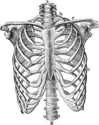 Artists tend to idealize the thoracic arch to be about 90° on. Thorax Chest Engraving Illustration Rib Cage Drawing Skeleton Drawings