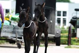 Bei uns wurden im frühjahr jeweils 40 stuten gedeckt; Doppeltes Gluck Stute Uberrascht Mit Zwillingsgeburt