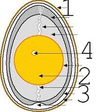 Print out this educational accordion egg diagram slash greeting card to reinforce our. Egg Labeling Diagram Diagram Quizlet