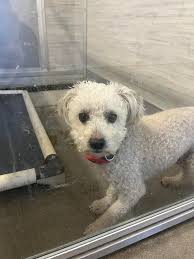 Found Rabbit in Evanston, Dalton St