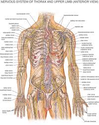The nervous system, along with the endocrine system, regulates homeostasis. 07 Nervous System Of Thorax And Upper Limb Anterior View Jpg 1 239 1 558 Pixels Nervous System Anatomy Human Body Diagram Nerve Anatomy