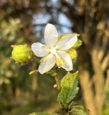 Image result for Hibiscus fuscus