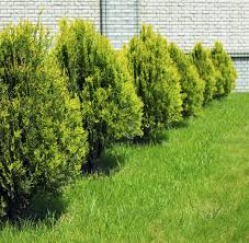 How to space leyland cypress trees. Rejuvenating A Cypress Tree Tips On Pruning Cypress Trees