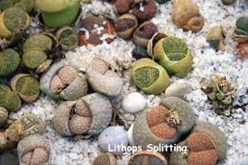 Image result for Lithops