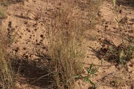 Image result for Aristida stipoides