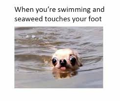 When You Re Swimming Seaweed Touched Your Foot Funny Animal Jokes Animal Jokes Funny Animal Memes