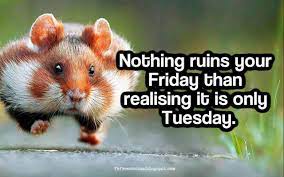 Even when you're carrying the monday blues into tuesday, the right inspirational tuesday quotes can help. Happy Funny Tuesday Quotes With Images Pictures Tuesday Quotes Funny Happy Tuesday Quotes Morning Quotes Funny