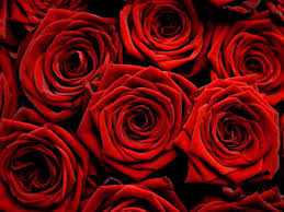 Receiving red roses is nice, but then they die. Red Roses Hd Wallpapers Top Free Red Roses Hd Backgrounds Wallpaperaccess