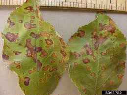 Get help on 【 analysis of apple tree (extract) 】 on graduateway ✅ huge assortment of free essays & assignments ✅ the best writers! Apple Diseases And Pests Description Uses Propagation