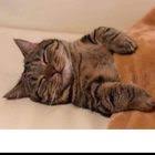 حكاية سارة مصطفى العزاوي طيور الجنة toyorzaman youtube scary art talk show couple photos