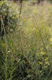 Image result for Desmodium psilocarpum