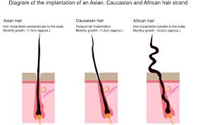 Looking for the best hair growth products? Ethnicity And Hair Structure