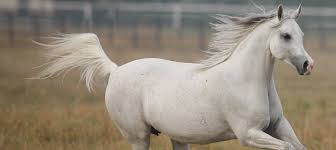 Ces informations pourront faire l'objet d'une prise de décision automatisée visant à évaluer vos préférences ou centres d'intérêts. Le Pur Sang Arabe Origine Caractere Alimentation Maladies Genetiques