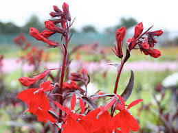 Image result for Lobelia fervens