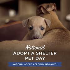 Talk to your vet and see if they offer a health care scheme. Pets And Vets As Partners Home Facebook