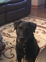 Black And White Jack Russell Terrier Lab Mix Http Ift Tt 2rhenie Russel Black Lab Mix Black Lab Mix Jack Russell Lab Mix