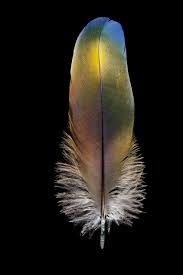 Bird With Big Feathers On Tail Beautiful Feather Pictures Birds Flaunt Majestic Tails And Dramatic Collars Feather Bird Feathers Animal Posters