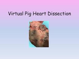Ppt Virtual Pig Heart Dissection Powerpoint Presentation Free Download Id 2891909