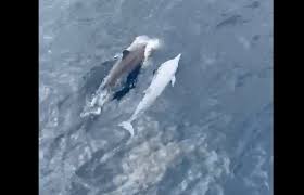 Rare white dolphin spotted off Taiwan's northeast coast | Taiwan News |  Apr. 27, 2025 20:51