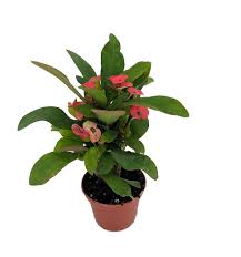 Image result for Euphorbia eranthes