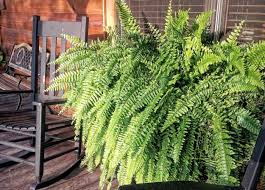 Ferns add delicate, feathery texture and tons of green to any garden bed. Watering Ferns The Right Way Some Best Practices Clean Air Gardening