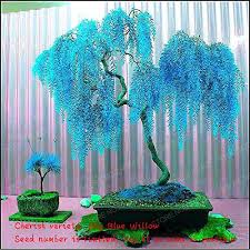Maybe you would like to learn more about one of these? Sale 50pcs Rare Sky Blue Willow Seeds Chinese Perennial Flower Indoor Plants Seed Evergreen Bonsai Tree For Garden Buy Online In Dominica At Dominica Desertcart Com Productid 68736214