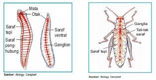 Sistem saraf terdiri dari jutaan sel saraf (neuron) yang saling berhubung dan fital untuk perkembangan bahasa, pikiran dan ingatan. Sistem Koordinasi Saraf Hormon Pada Hewan Invertebrata Dan Vertebrata Pintar Biologi