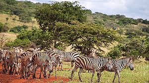 Check spelling or type a new query. Rwanda S Wildlife Incredible Dalam 20 Foto Rwanda 2021