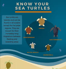 A contortionist is transformed into a human tarantula. Niharika Chavan On Twitter Happy World Sea Turtle Day Did You Know Versova Beach Once A Putrid Dumping Ground Waist High Trash Has Been Transformed Into Beautiful Coastline By Afrozshah1 Here Turtles