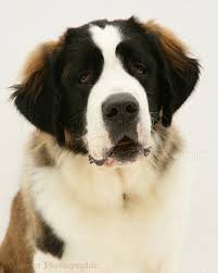 Black And White St Bernard Puppy Saint Bernard Black And White Saint Bernard Saint Bernard Dogs Puppy Photos
