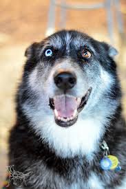 The result will bring forth an intelligent, protective, courageous, loyal, and well athletic, and energetic dog from the mixture of the german shepherd and the siberian husky. Gerberian Shepsky 101 All About The German Shepherd Husky Mix