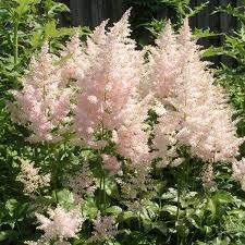 Erika Astilbe Flowers And Fillers Flowers By Category Plants Astilbe Arendsii Shade Flowers