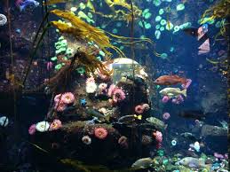 How to get from istanbul to vancouver aquarium by plane or bus. Huge Tank Located In Vancouver International Airport Reeftank