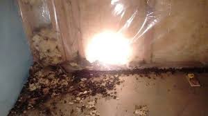 Any traps capturing lots of pests is a good indication that there's an open entry spot nearby. Wildlife Exclusion Wexford Pa Animal Services Wildlife Pest Control