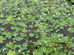 Image result for Nymphoides forbesiana