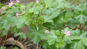Image result for Geraniaceae