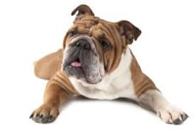 The cordoba fighting dog was a mastiff cross, bull terrier, boxer, and the old english bulldog. The History Of Bulldogs Cesar S Way