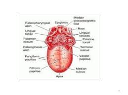 Tongue Anatomy Diseases