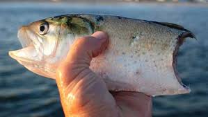 Si tratta di un pesce osseo e quindi dotato di uno scheletro fatto di matrice ossea e non da cartilagine. Pesci Pericolosi Dei Nostri Mari Fishing Diary