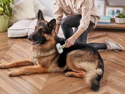 Some herbal canine supplements are designed to help dogs grow coat. Why Dogs Shed And How To Deal With It