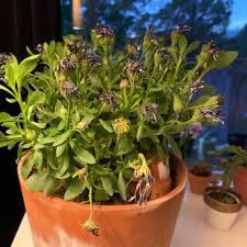 Image result for Osteospermum muricatum