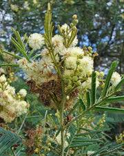 Image result for Acacia kamerunensis