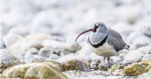 Ibisbill Nepal Trek Langtang Beautiful Places To Visit Rare Birds