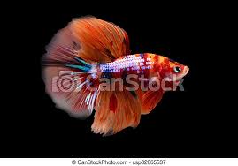 Refine your search for nemo betta. Betta Koi Nemo Candy Halfmoon Hm Male Or Plakat Fighting Fish Splendens On Black Background Canstock