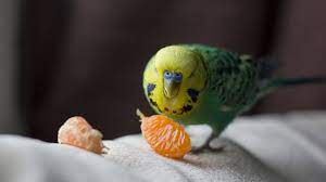 Citrus Fruits Acids Your Bird Bechewy